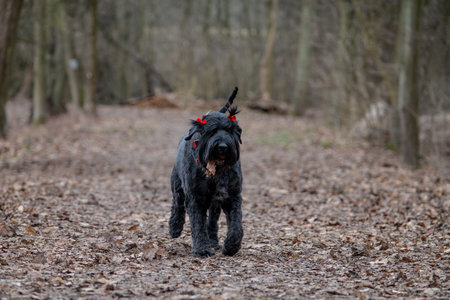 Black dog breed standing in the forest.の写真素材
