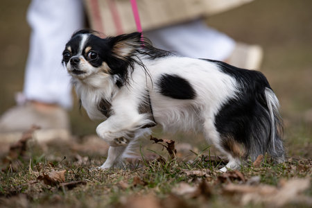 Chihuahua puppy running in the park on a sunny day.の写真素材