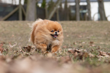 Pomeranian Spitz puppy running on the grass in autumn.の写真素材
