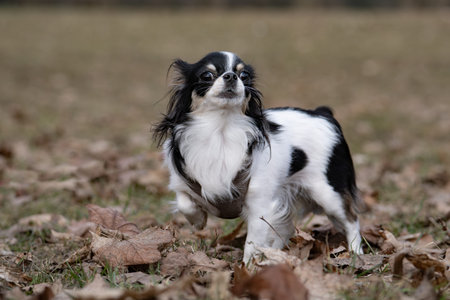 Chihuahua dog standing in the autumn park with fallen leavesの写真素材
