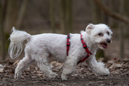 Portrait of a Maltese dog in a red collar in the parkの写真素材