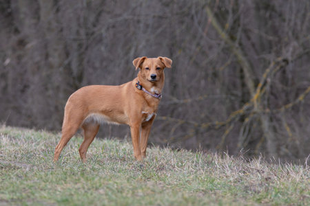 A red dog standing in the grass with a collar in his mouth.の写真素材