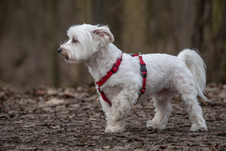 Portrait of a westie dog in a red harness in the forestの写真素材