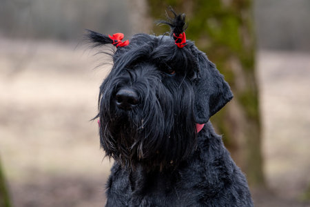 Black miniature schnauzer dog with red bow on his headの写真素材