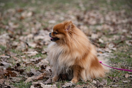 Pomeranian Spitz sitting on the grass in the park.の写真素材