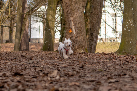 A white dog with a red collar plays in the autumn park.Malteseの写真素材