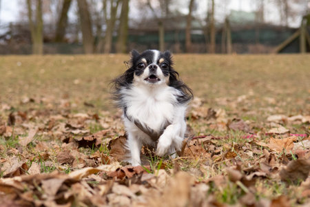 Chihuahua dog in the autumn park. Dog on a walkの写真素材