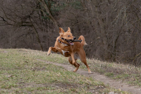 Red dog running in the park with a stick in its teeth.の写真素材