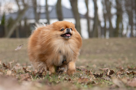 Pomeranian dog running in the park on a sunny day.の写真素材