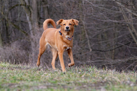 A red dog with a collar walks on the grass in the park.の写真素材