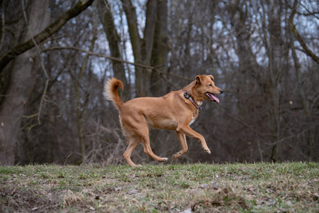 Red dog running in the park. Shallow depth of field.の写真素材