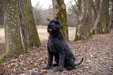 Black terrier in the forest. A large dog of the breed of Giant Schnauzer.の写真素材