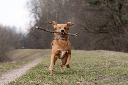 Dog running in the park with stick in his teeth. Shallow depth of field.の写真素材