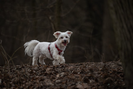 Portrait of a Maltese dog in a red collar in the parkの写真素材