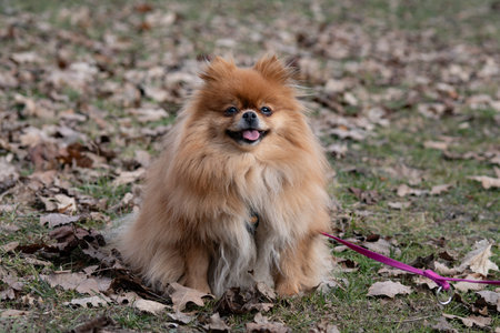 Pomeranian Spitz dog sitting on the grass in the parkの写真素材