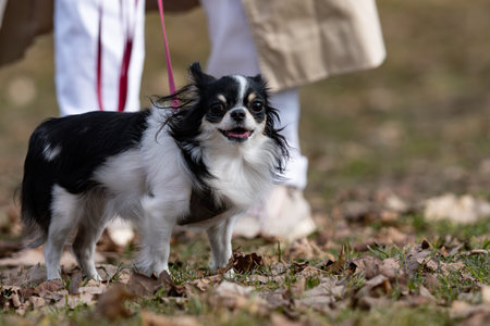 Chihuahua dog in the park. Selective focus on the dogの写真素材