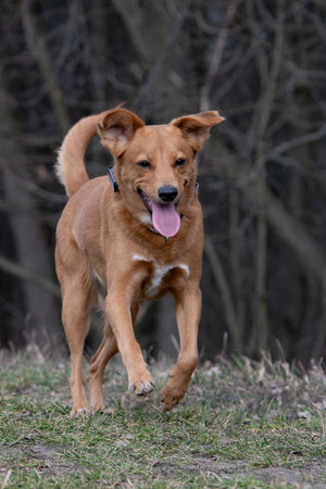 Portrait of a red dog standing on the grass in the parkの写真素材