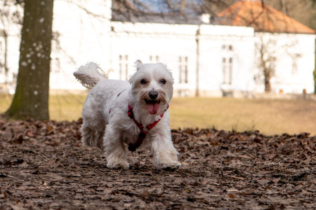 A white Maltese dog with a red collar in the park.の写真素材