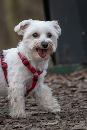 Portrait of a Maltese dog in a red collar in the parkの写真素材