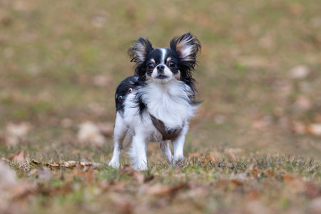 Chihuahua puppy in the autumn park. Selective focus.の写真素材