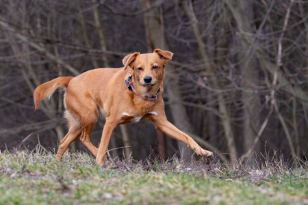 Red dog running in the park. Shallow depth of field.の写真素材