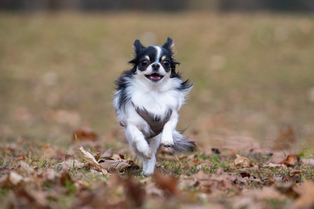 Chihuahua running in the park on an autumn day.の写真素材