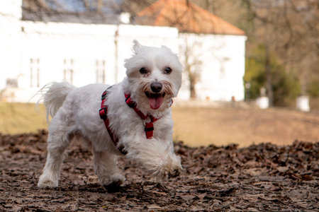 Cute Maltese dog running in the park on autumn day.の写真素材