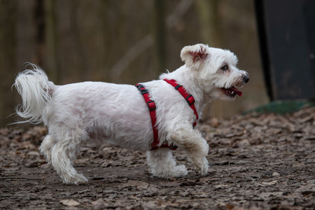A small white dog with a red collar walks in the park.の写真素材