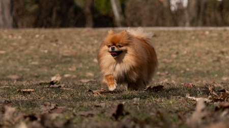 Pomeranian Spitz dog running on the grass in the parkの写真素材