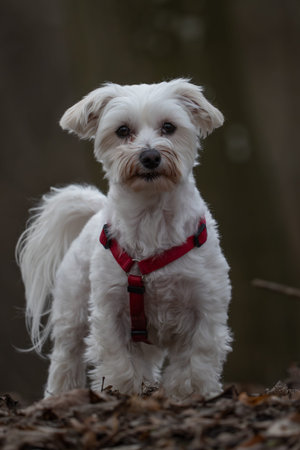Portrait of a Maltese dog in a red collar in the forestの写真素材