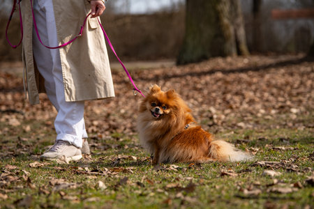 Pomeranian dog in the park. Dog walking in the park.の写真素材