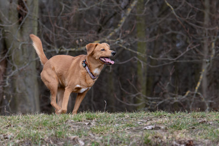 A red dog running in the park on a sunny spring day.の写真素材