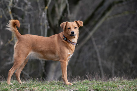Portrait of a mixed breed dog standing on the grass in the parkの写真素材