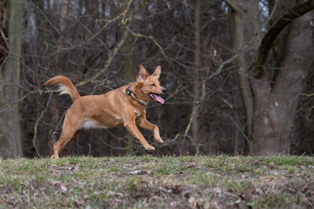 Red dog running in the park. Shallow depth of field.の写真素材