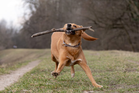 Labrador Retriever running with a stick in the teeth.の写真素材