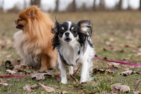 Chihuahua and Pomeranian walking in the park.の写真素材