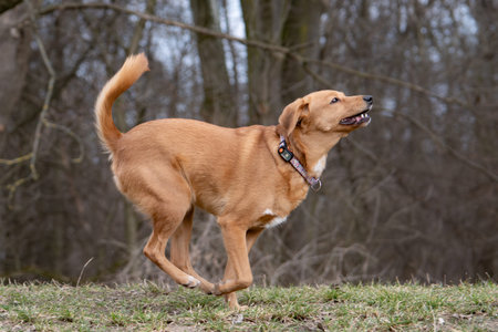 Red labrador retriever running in the park on a sunny dayの写真素材