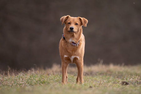 A close up shot of a mixed breed dog standing in the grass.の写真素材