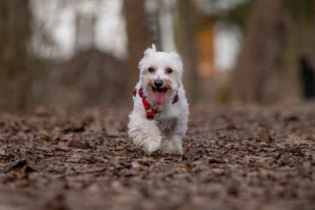 Cute Maltese dog playing in the park. Selective focusの写真素材