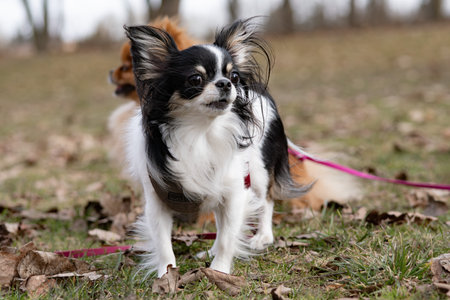 Chihuahua dog in the park. Selective focus.の写真素材