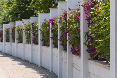 Flowering Urban Fence. White concrete fence, decorated with flowers.の写真素材