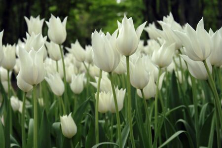 White Tulips. Flowerbed of white tulips in city park.の写真素材