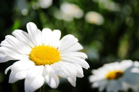 Sun Flowers. Two chamomile flowers on blur background.の写真素材