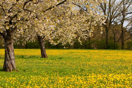 Blooming apple trees and dandelions on a sunny spring day.の写真素材