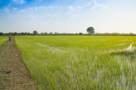 rice fieldsの写真素材