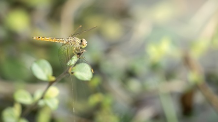 The dragon flyの写真素材