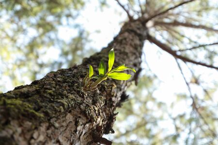 plant growthの写真素材