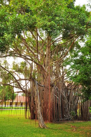 big old banyan tree in parkの写真素材