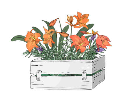 Garden  wooden light grey box with farm fresh cooking herbs and flowers. Rosemary, sage, purple chives (Allium) and other with leaves and flowers. Vector Isolated elements. Provence style.のイラスト素材