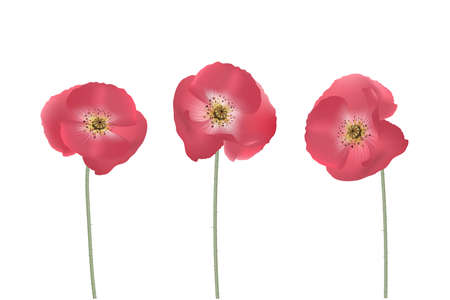 Vector poppy flower. Realistic red poppy isolated on white background. Not traced, conveniently grouped for easy editing.のイラスト素材